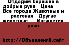 Отдадим барашка в добрые руки › Цена ­ 1 - Все города Животные и растения » Другие животные   . Ингушетия респ.